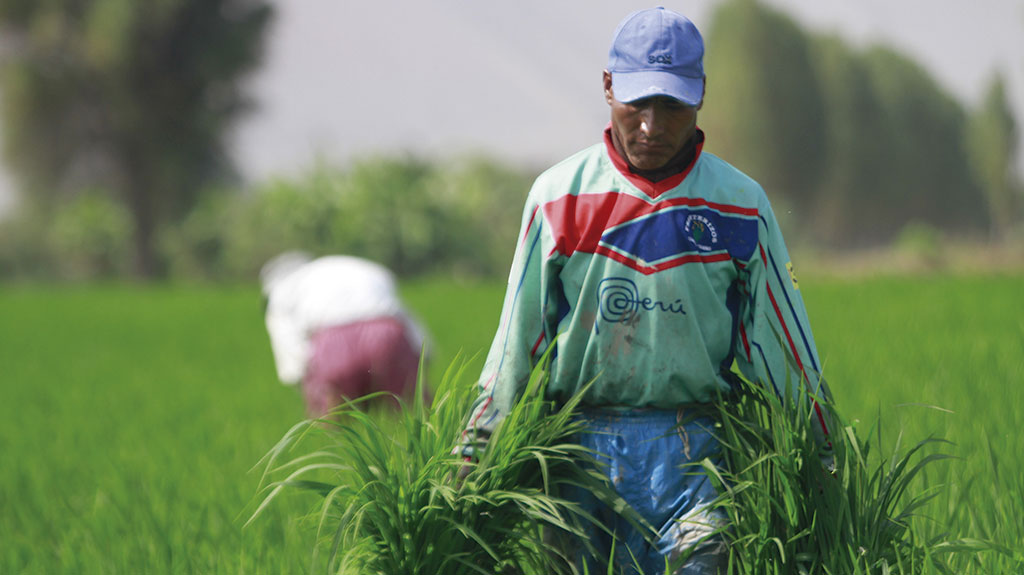 Unas 24 mil personas viven de la agricultura en el valle del Tambo, según un estudio de Cooperacción. El principal cultivo es el arroz. Foto: La República/ Gabriel Ramos.